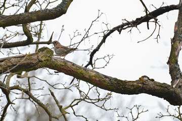 Song thrush (Turdus philomelos) little bird sitting on a tree branch.