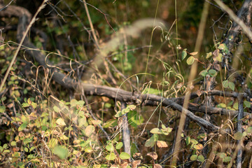 abstract branch