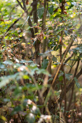 autumn leaves in the forest