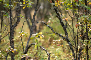 yellow flowers on a branch