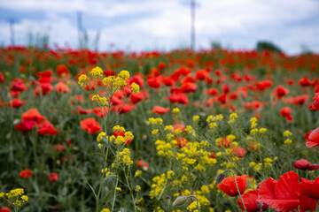 A beautiful and bright field of red poppies. Floral landscape.