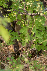 leaves on a tree