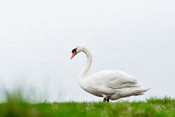 The Mute Swan (Cygnus olor), a large white water bird, stands on the green grass on the lake shore.