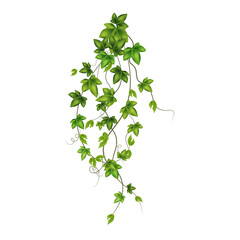 Set of geen vine, liana or ivy hanging from above or climbing the wall.