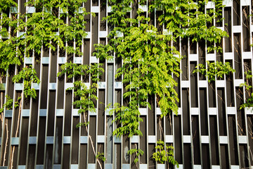 A metal wall along which plants climb. Architectural design solution in the garden.