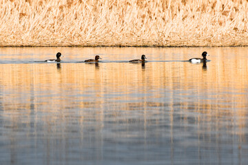Tufted duck (Aythya fuligula) water bird, a small flock swims in the calm water of the lake. The adult male is all black except for white flanks, female is brown.
