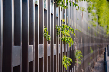 A metal wall along which plants climb. Architectural design solution in the garden.