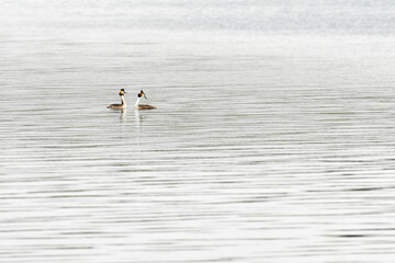 Great crested grebe (Podiceps cristatus) water bird, birds swim in the calm water of the lake.