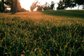 Beautiful lawn of grass in the morning at sunrise. Sunbeam falling on green plants. Natural background.