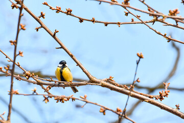 Great tit (Parus major) A small yellow-black bird sitting on a tree branch.