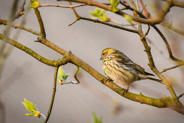 The little bird European serin (Serinus serinus) sits on a tree branch.