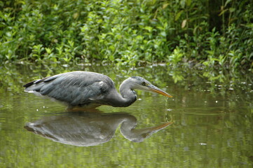 great blue heron