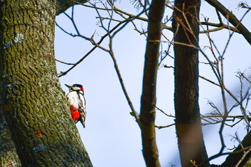 Male Great Spotted Woodpecker (Dendrocopos major) sits on an old tree.
