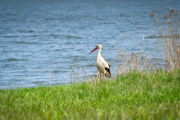 White Stork (Ciconia ciconia), a large wading bird stands at the edge of a lake.