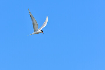 Common Tern (Sterna hirundo) water bird, bird flies in the sky with spread wings, view from below.