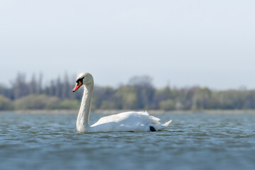 Mute swan (Cygnus olor), a large water bird, swims in the calm lake water and searches for food underwater.