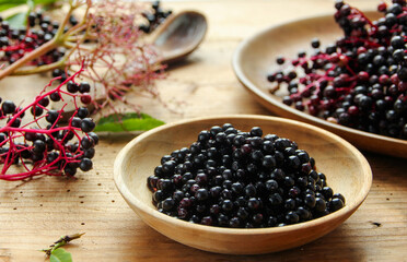 schwarze Holunderbeeren Holunder Beeren sammeln Wildfrüchte