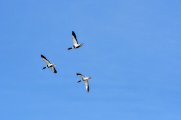 Ohar (Tadorna tadorna) three birds two female and one male are flying in the sky.