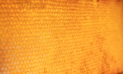 Obraz premium Honey in honeycombs