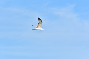 Herring gull (Larus argentatus) water bird, white birds fly in the sky. View from below.