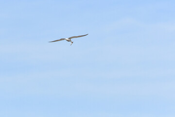 Common Tern (Sterna hirundo) water bird, bird flies in the sky with a caught fish in its beak, view from below.