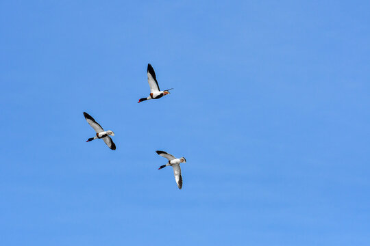 Ohar (Tadorna tadorna) three birds two female and one male are flying in the sky.