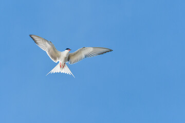 Common Tern (Sterna hirundo) water bird, bird flies in the sky with spread wings, view from below.