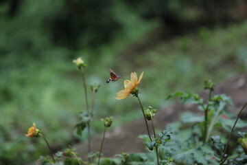 flower in the garden