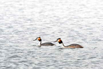 Great crested grebe (Podiceps cristatus) water bird, swims in the calm water of a pond.