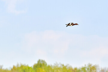 Fototapeta na wymiar Ferruginous duck (Aythya nyroca) a water bird that flies over trees on a sunny day.