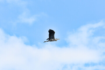Gray Heron (Ardea cinerea) a large water bird flies in the sky.