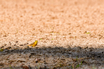 The Yellowhammer (Emberiza citrinella) is a small yellow bird sitting in a field and looking for food.