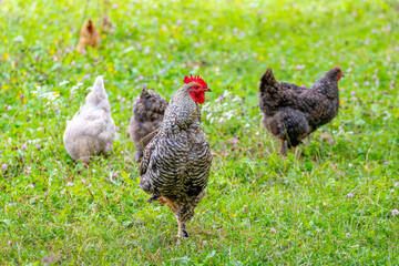 Gray spotted rooster and chickens in the garden of the farm on the grass looking for food