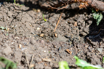 strong ants scatter on the ground in anthills