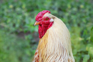 Big rooster with light feathers close up on blurred background, portrait of rooster in profile, rooster head
