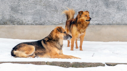 Two brown dogs guard the farm in the snow in winter