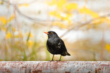 Common blackbird (Turdus merula) male, a small black bird sits on a railing and looks around.