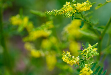 Fototapeta na wymiar beautiful yellow flowers grow in the field