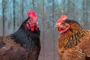 Black and brown chickens close up facing each other