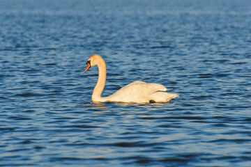 The Mute Swan (Cygnus olor) is swimming in the calm water of the lake.