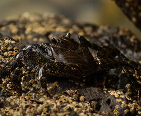 Large black crab completely immobile on the rock at low tide 