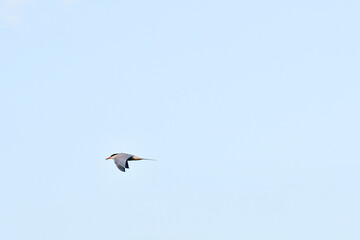 The water bird The Common Tern (Sterna hirundo) flies against the sky.
