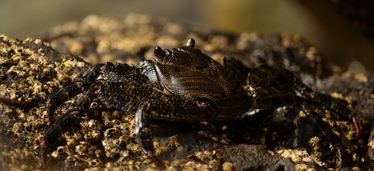 Closeup of large black crab on the rock at low tide