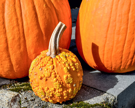 A portrait of a small orange bumpy thing pumpkin with a great stem on the backdrop of two large pumpkins.  Long Island, New York.
