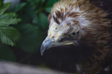 Portrait of a golden eagle, close up