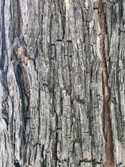 bark of a tree background