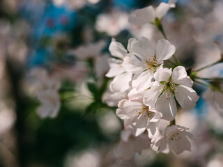 Obraz premium tree blossom in dappled light