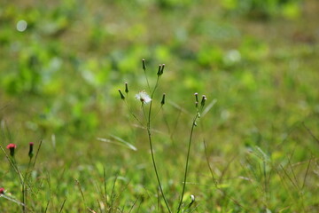 flores na relva