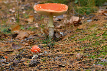red fly agaric pine cone autumn forest. beautiful mushrooms with spotted caps. Colorful fly agarics with pine cones in the woods. autumn mood, dry leaves, natural background, close-up. selective focus