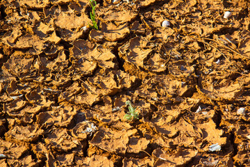 Dry soil texture